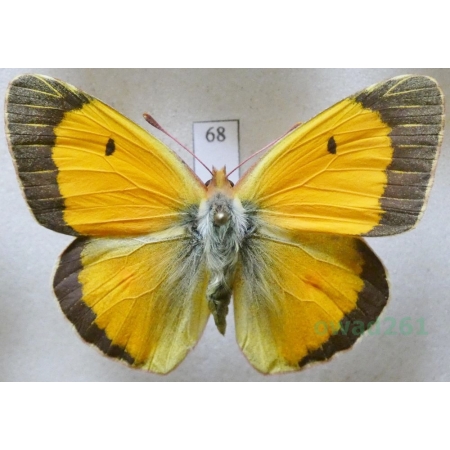 Colias croceus (Geoffroy, 1785) male Szlaczkoń sylwetnik Czech68